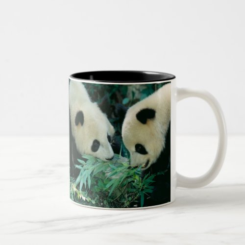 Two pandas eating bamboo together Wolong Two_Tone Coffee Mug