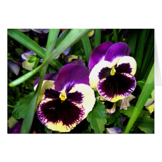Two pansy flowers - Card (Front Horizontal)