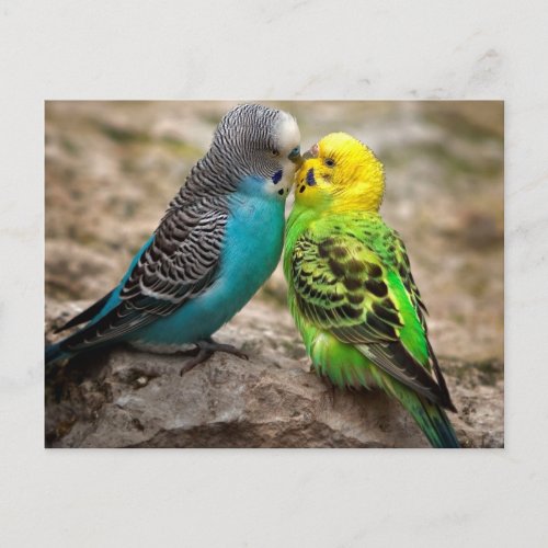 Two Parakeets Postcard