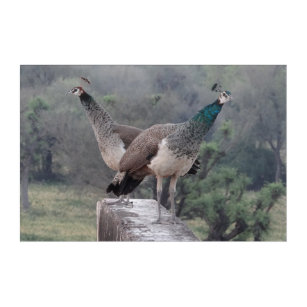 Two Pea Hens Prancing Around on Terrace Photograph Acrylic Print