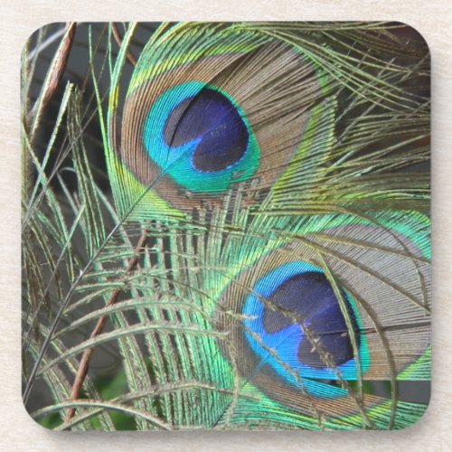 Two peacock feathers for birds of a feather gift beverage coaster