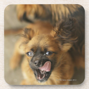 Two Pekingese dogs. Coaster