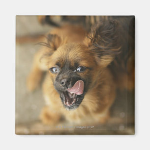 Two Pekingese dogs. Magnet
