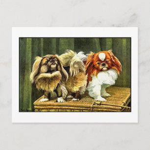 Two Pekingese Dogs Postcard