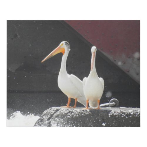 Two Pelicans Photograph Faux Canvas Print