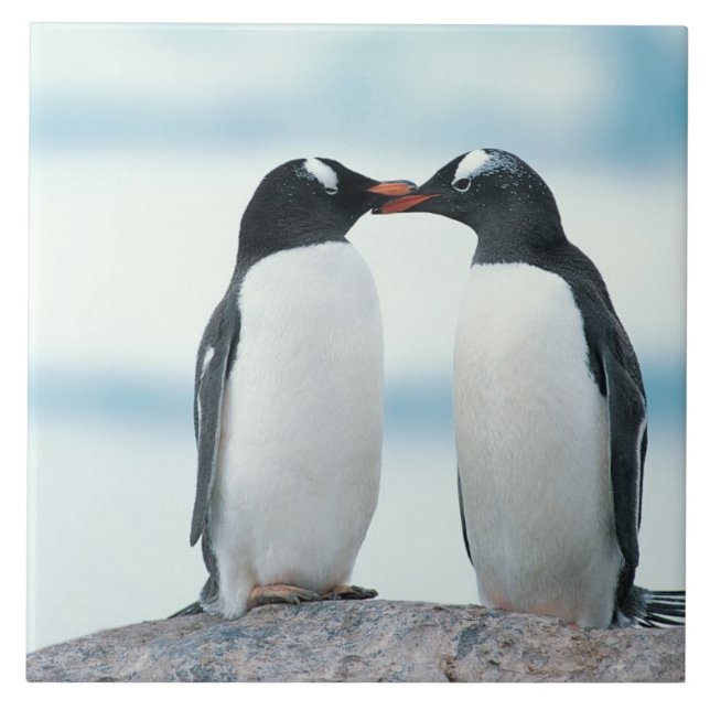 Two Penguins touching beaks Tile (Front)