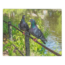 Two Pigeons. Roath Park Lake, Cardiff, Wales.