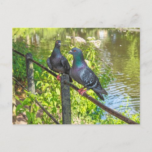 Two Pigeons Roath Park Lake Cardiff Wales Postcard