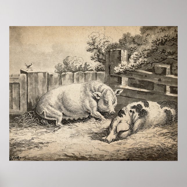 Two Pigs Lying in Straw in an Outdoor Pen Poster (Front)