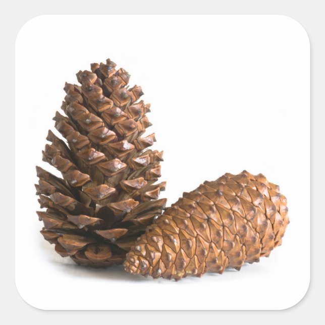 Two pinecones square sticker (Front)