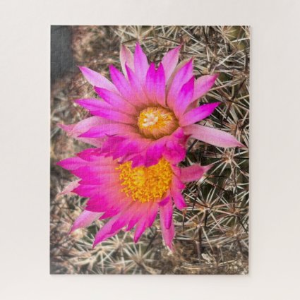 Two Pink Cactus Flowers Close-Up Photograph