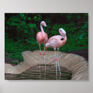 Two Pink Flamingo Photo Tile