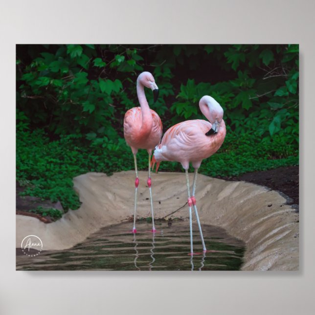 Two Pink Flamingo Photo Tile (Front Set)
