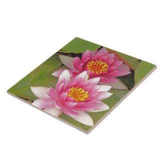 "TWO PINK LOTUS BLOSSOMS" decorative tile