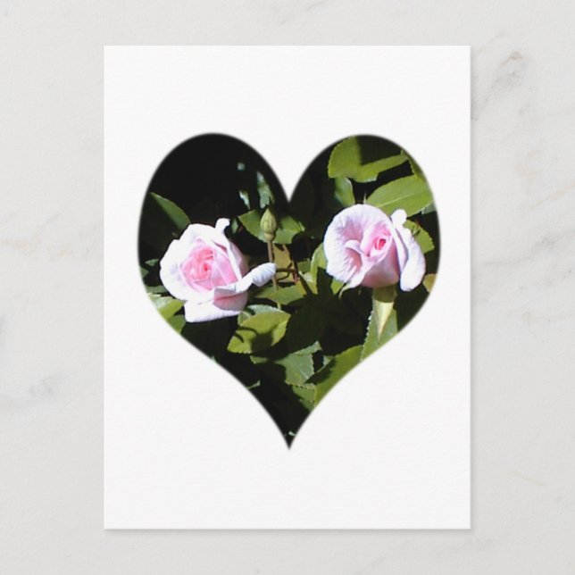 Two pink roses within a heart postcard (Front)