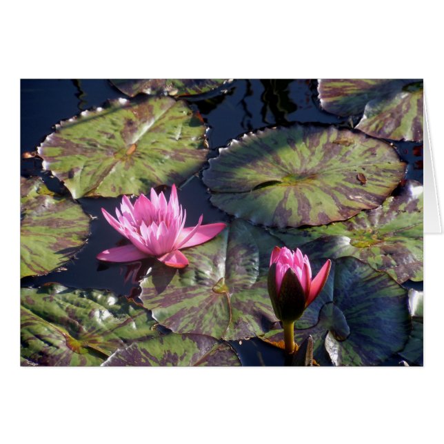 Two Pink Water Lilies Cards (Front Horizontal)
