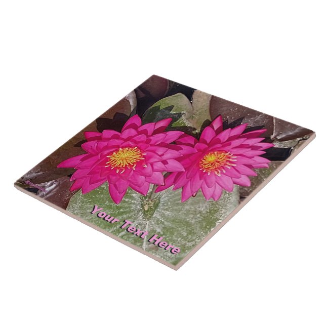 Two Pink Water Lilies Ceramic Tile (Side)