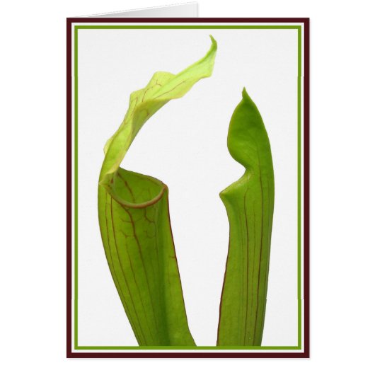 Two Pitcher Plants Cards (Front)