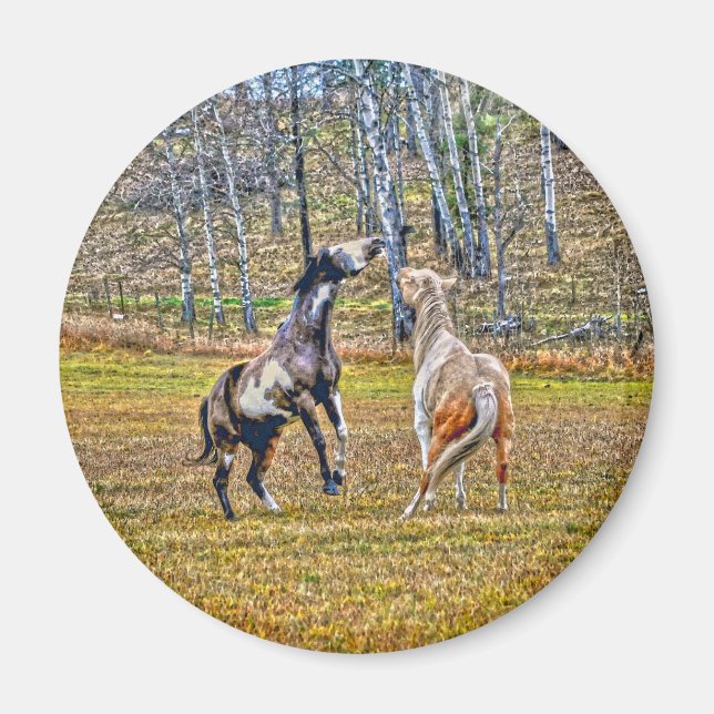 Two Playful Pinto Paint Horses Equine Art Design Magnet (Front)