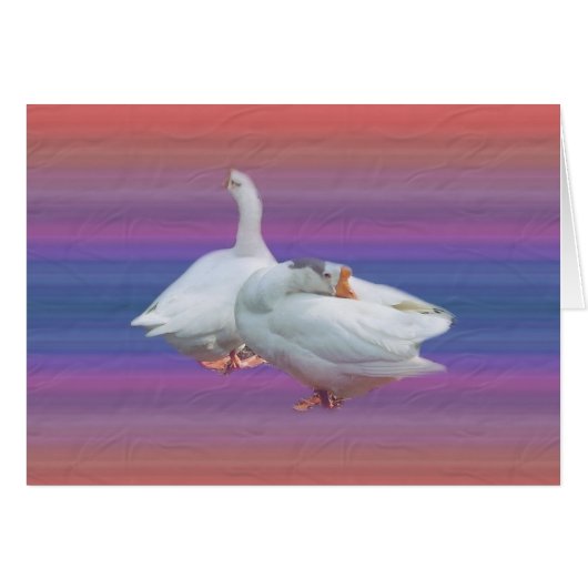two playful white geese cards (Front Horizontal)