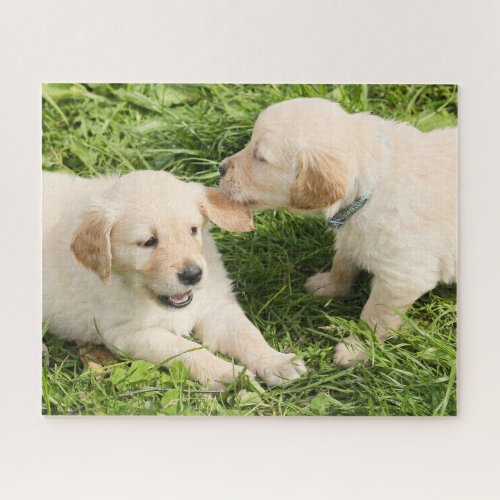 Two Playful Yellow Lab Puppies Jigsaw Puzzle