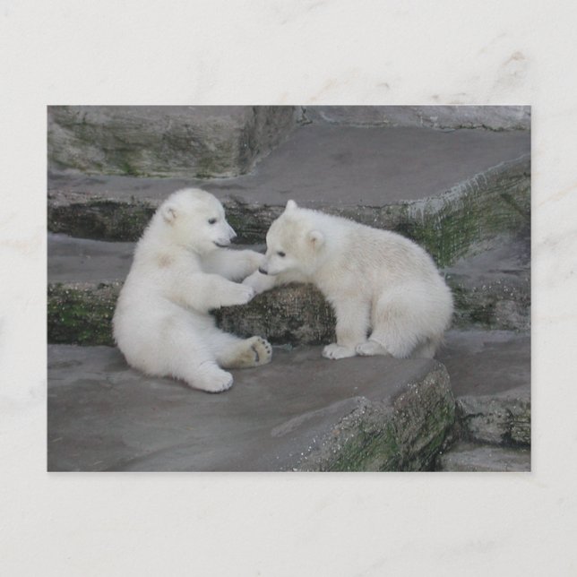 Two Polar bear cubs Postcard (Front)