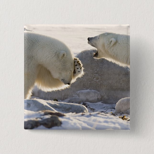 Two Polar Bears Button (Front)