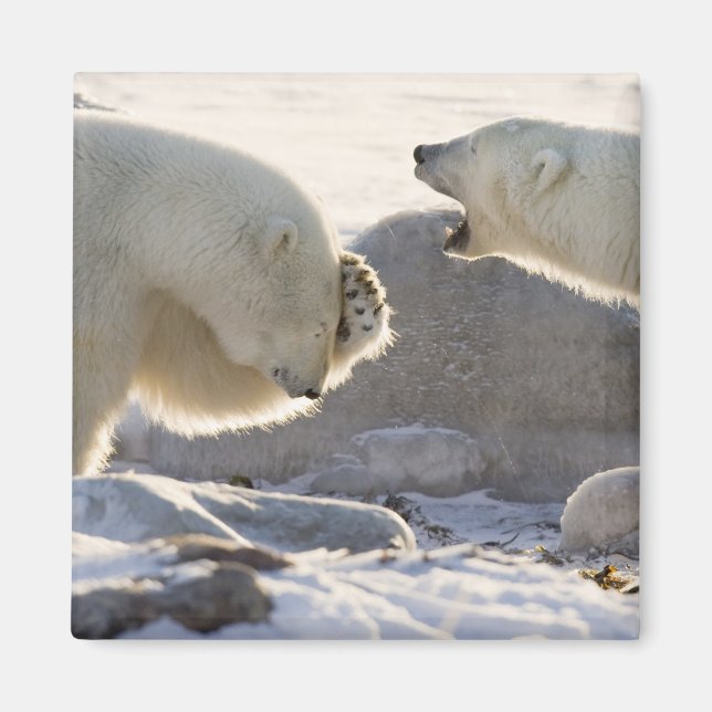 Two Polar Bears Magnet (Front)
