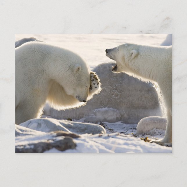 Two Polar Bears Postcard (Front)