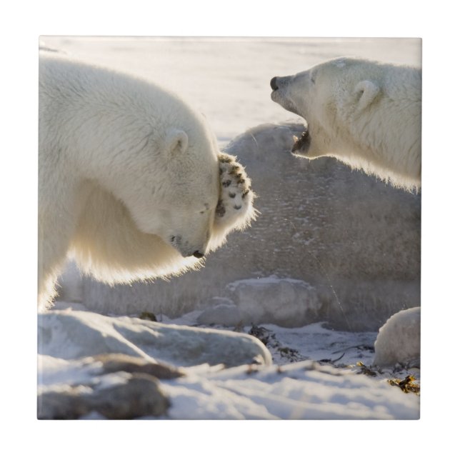 Two Polar Bears Tile (Front)