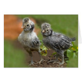 Two Polish Chicks - Cute Baby Chickens (Front Horizontal)