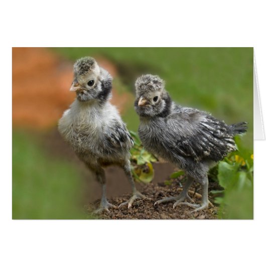 Two Polish Chicks - Cute Baby Chickens Cards (Front Horizontal)