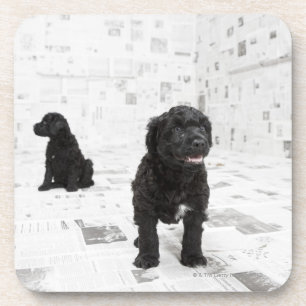 Two Portuguese Water Dog puppies in a room Drink Coaster