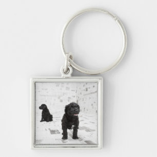 Two Portuguese Water Dog puppies in a room Keychain