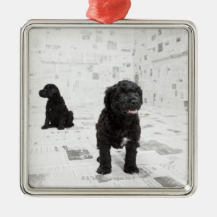 Two Portuguese Water Dog puppies in a room Metal Ornament