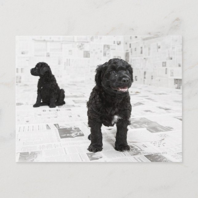 Two Portuguese Water Dog puppies in a room Postcard (Front)