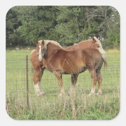 Two Pretty Amber Horses Cute Stickers