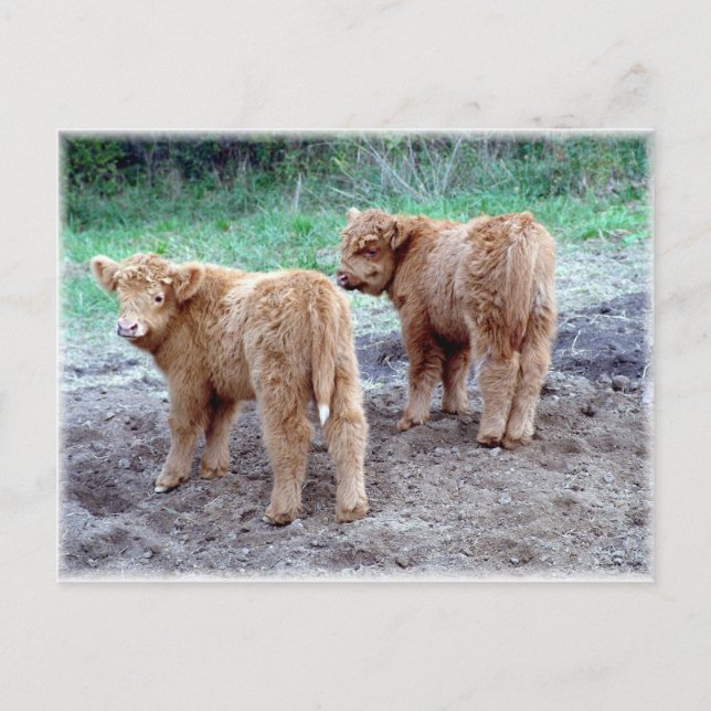 Two pretty tails! postcard (Front)