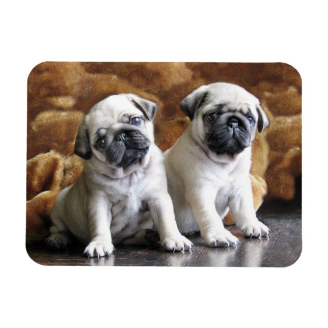 Two Pugs Magnet (Horizontal)