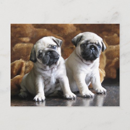 Two Pugs Postcard