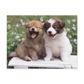 Two puppies sitting together postcard