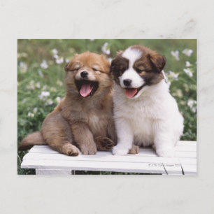 Two puppies sitting together postcard