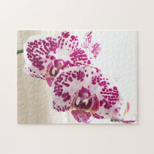 Two Purple and White Tropical Orchid Photograph Jigsaw Puzzle