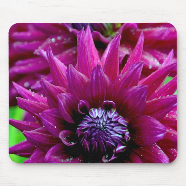 Two purple dahlias flowers in bloom mouse pad (Front)