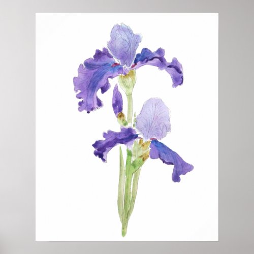 two purple irises  ink and watercolor  poster
