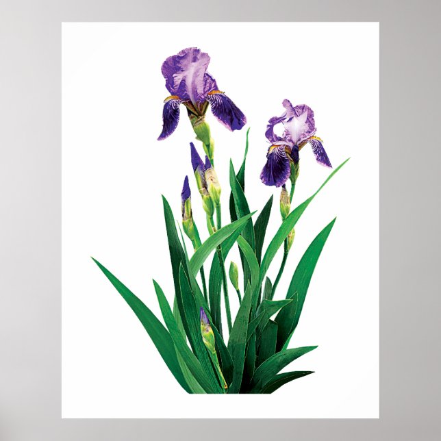 Two Purple Irises Poster (Front)