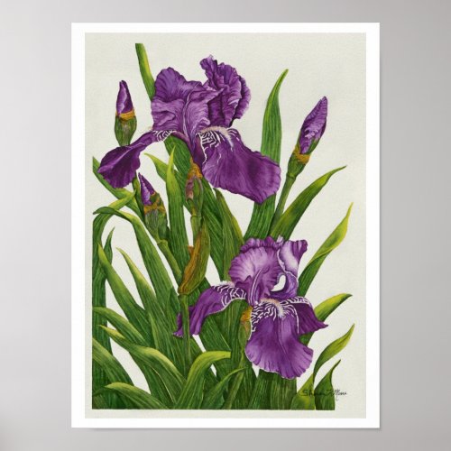 Two Purple Irises _ Print