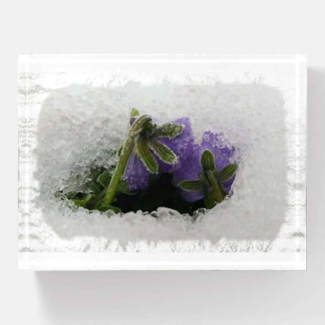Two purple pansies paperweight (Front)