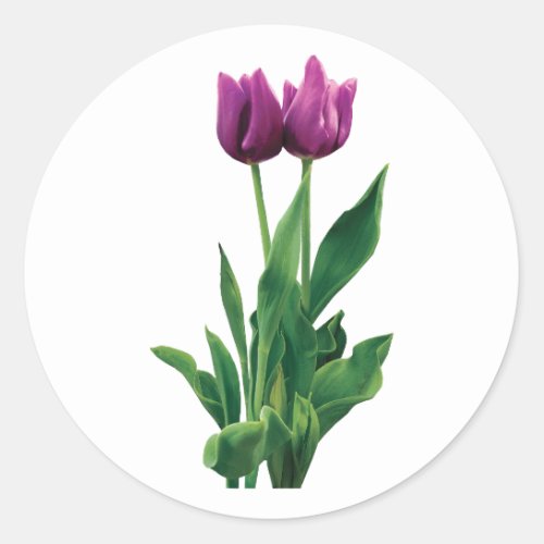 Two Purple Tulips Classic Round Sticker