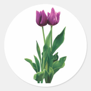 Two Purple Tulips Classic Round Sticker